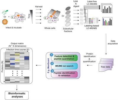 Bioinformatic Analysis of Temporal and Spatial Proteome Alternations During Infections